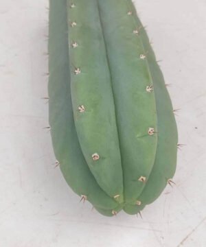 SPI trichocereus pachanoi 1