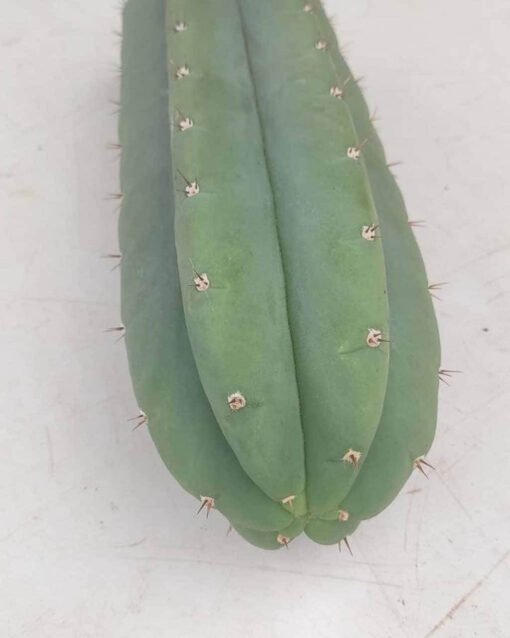 Spi Trichocereus Pachanoi 1