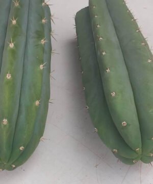 Spi Trichocereus Pachanoi 2