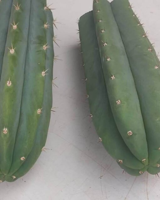 Spi Trichocereus Pachanoi 2