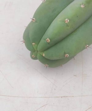 Spi Trichocereus Pachanoi 5