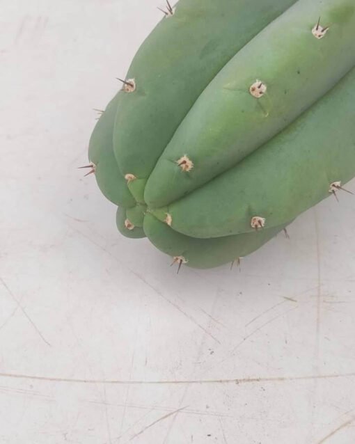 Spi Trichocereus Pachanoi 5