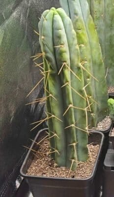 Premium Trichocereus bridgesii / Echinopsis lageniformis Cuts - 30cm photo review