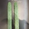 Trichocereus Bridgesii 1 2