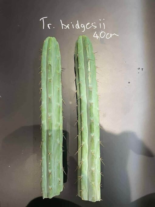 Tr. Bridgesii / Echinopsis Lageniformis Cuts - 40Cm