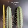 Trichocereus Peruviana 1