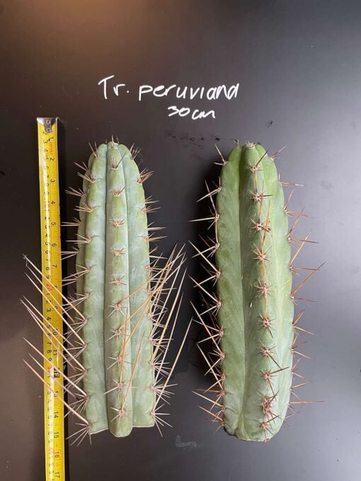 Premium Tr. Peruvianus (Peruvian Torch) Cuts - 30Cm