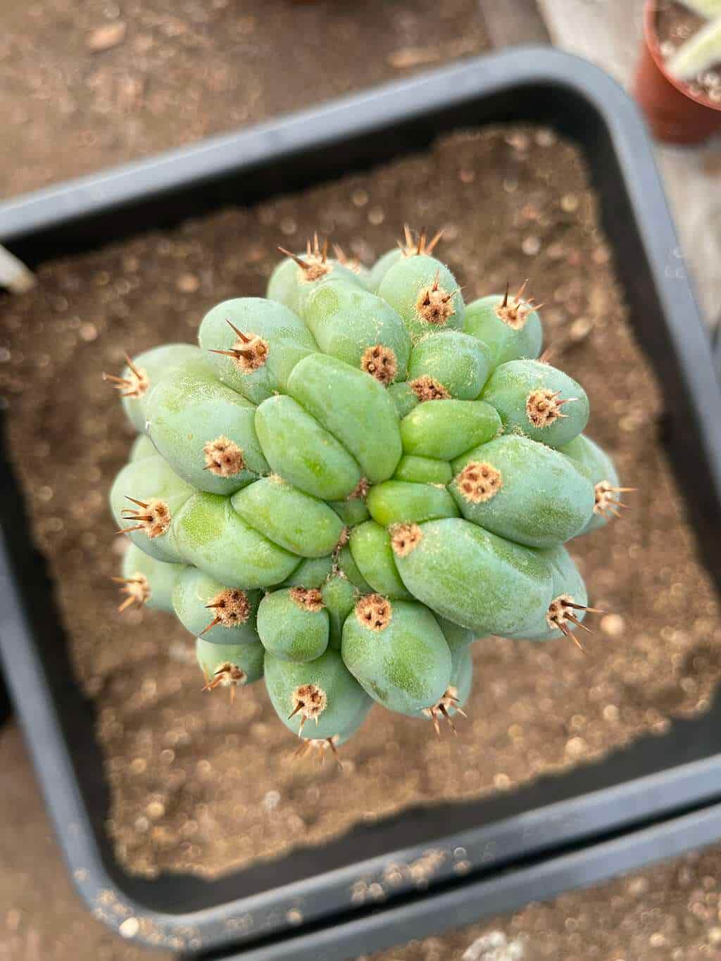 Tr. peruvianus Clime (Sharxx Blue x TPM) | Cactocereus UK t