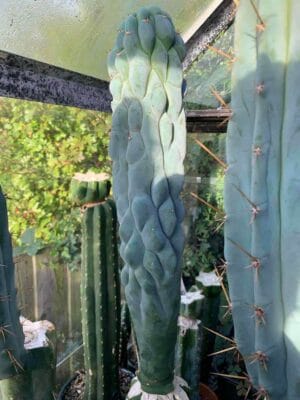 'tr Clime' Clone 2 - Premium Cactus Collection