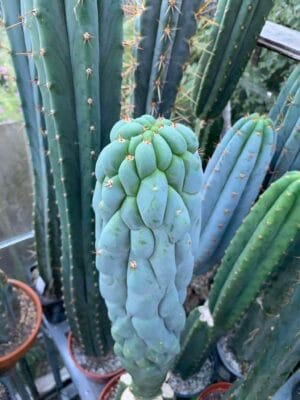 'tr Clime' Clone 3 - Premium Cactus Collection