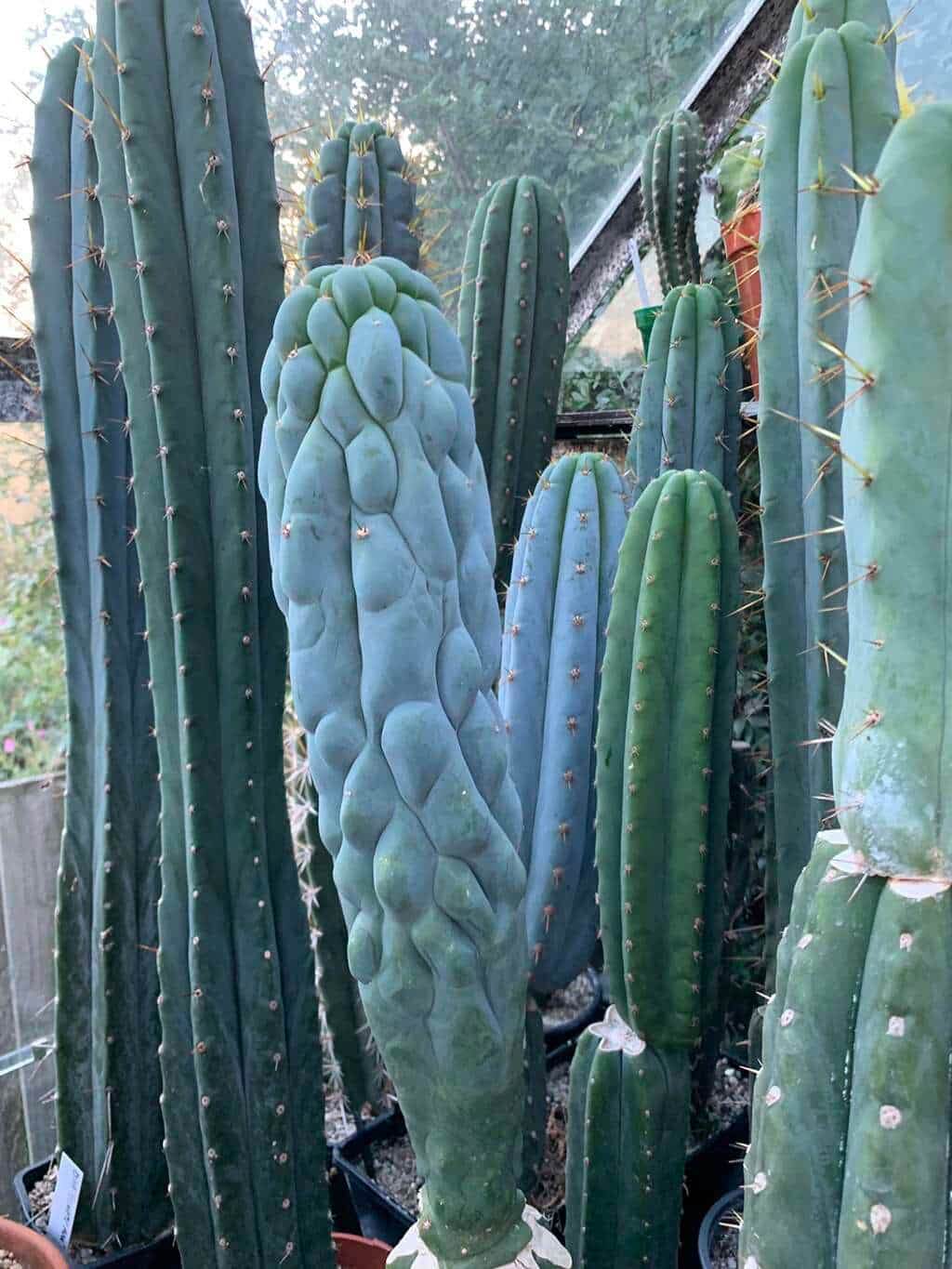 Tr. peruvianus Clime (Sharxx Blue x TPM) | Cactocereus UK t