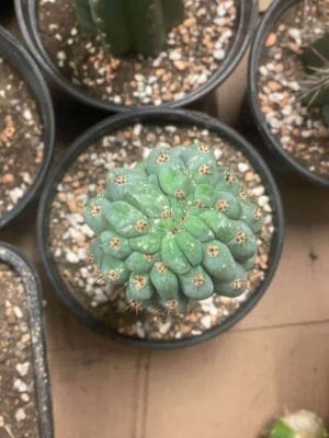 'tr Clime' Clone 6cm - Premium Cactus Collection