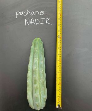 Tr Pachanoi Nadir 4