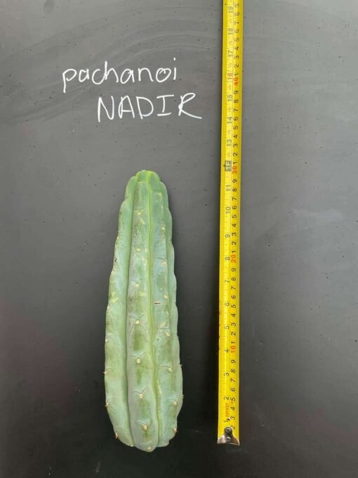 Tr Pachanoi Nadir 4