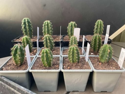 Tr. Peruvianus &Quot;Crazy Spines&Quot; X Tr. Scopulicola - Cross