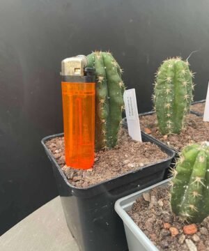 Trichocereus Peruviana X Xscopulicola 4