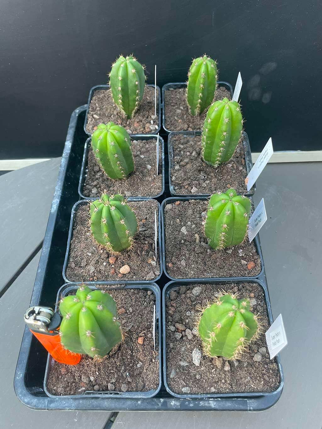 Super Pedro x Field's pachanoi - San Pedro Cross
