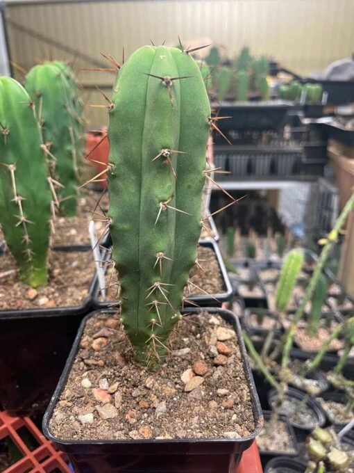 Tricho Vault - Tr. Bridgesii - 14Cm Young Adult