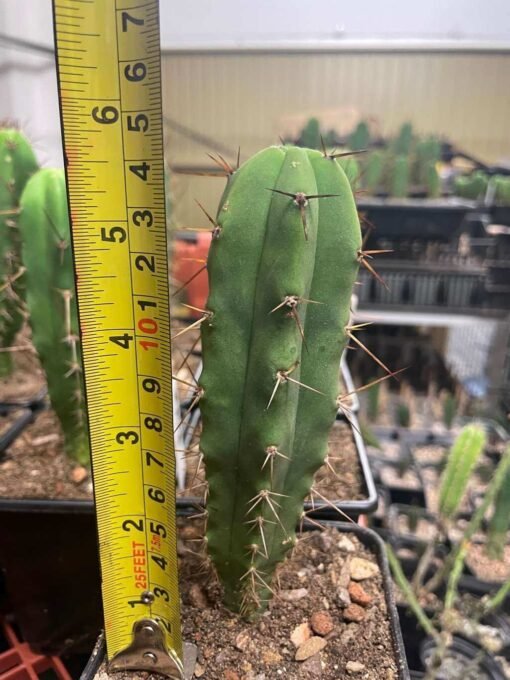 Tricho Vault - Tr. Bridgesii - 14Cm Young Adult - Image 3