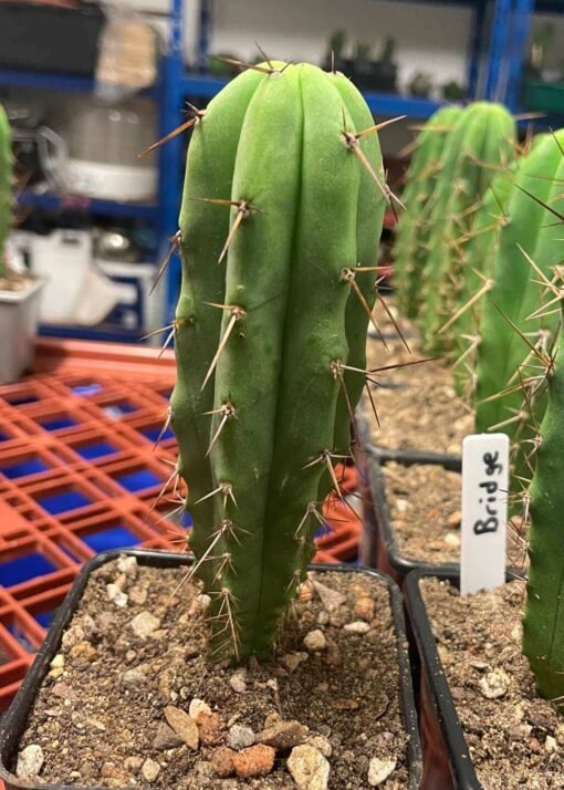 Tricho Vault - Tr. Bridgesii - 14Cm Young Adult - Image 4