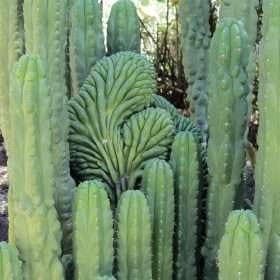 Echinopsis Pachanoi Monstrose