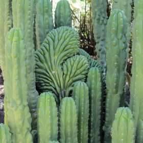 Cactus Glossary Of Common Terms 3 Echinopsis Pachanoi Monstrose