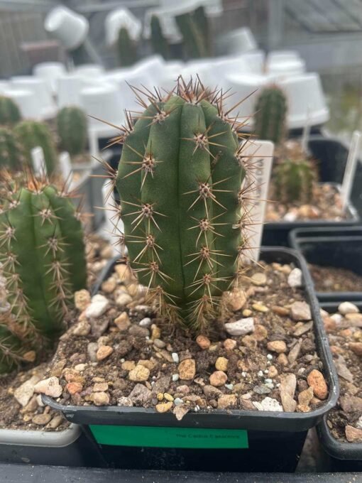 Tr. Peruvianus (Mg Red Spine X Icaros Dna) - The Cactus Casanova