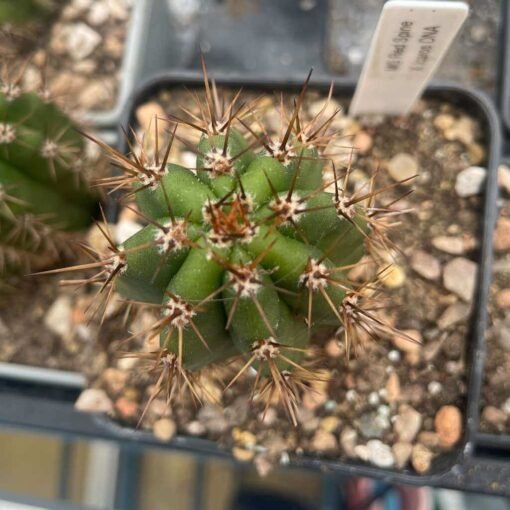 Tr. Peruvianus (Mg Red Spine X Icaros Dna) - The Cactus Casanova - Image 2