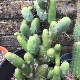 Trichocereus Bridgesii Monstrose Tbm