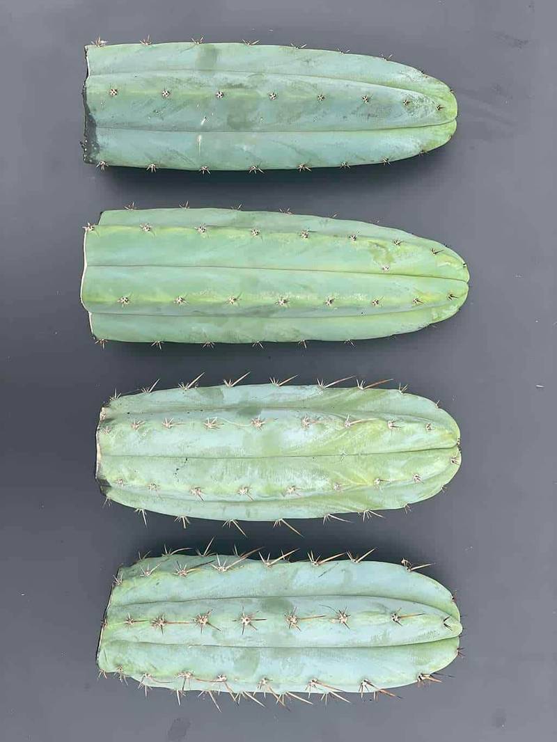 Trichocereus Griseus Main 1