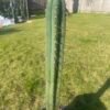 Trichocereus Pumacayan Op 1