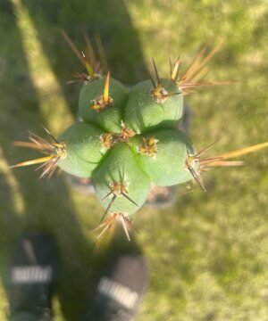 Trichocereus Pumacayan Op 2