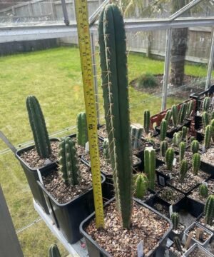 Trichocereus Pumacayan Op 4