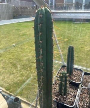 Trichocereus Pumacayan Op 5