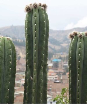 Trichocereus Pumacayan Op 6