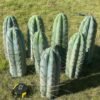 Trichocereus Matacuna Peruviana 1