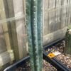 Trichocereus Pachanoi Megalodon 4 Scaled