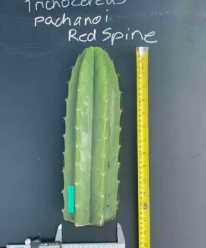 Trichocereus Pachanoi Red Spicky Supreme 1