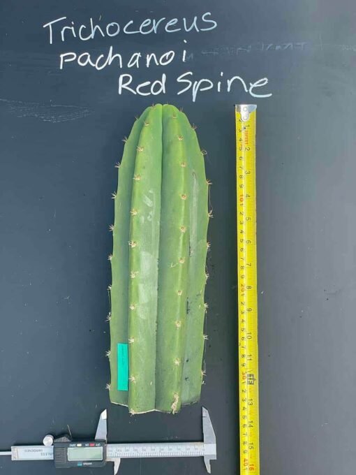 Tr. Pachanoi 'Red Spine' - 30Cm+ - Image 2