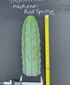 Trichocereus Pachanoi Red Spine Cosmic Captain 1