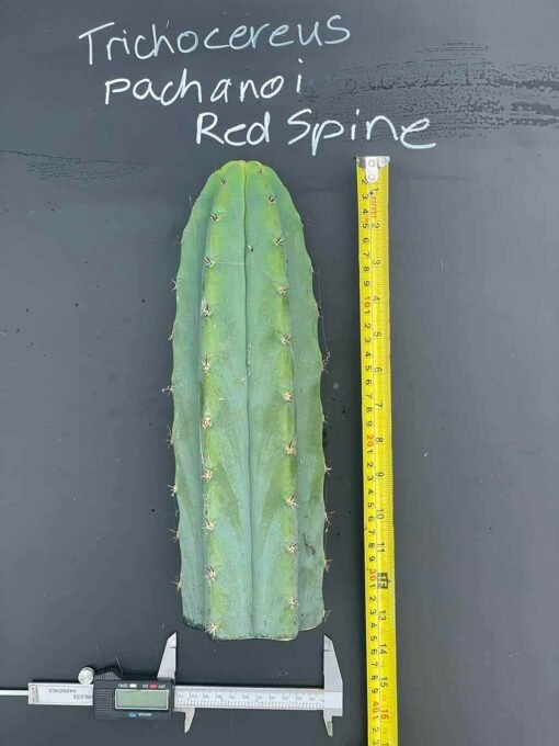 Tr. Pachanoi 'Red Spine' - 30Cm+ - Image 3