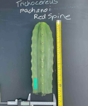 Trichocereus Pachanoi Red Spine Cosmic Carnival 1