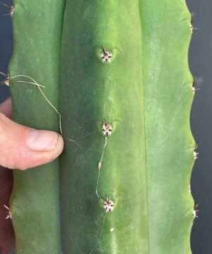 Trichocereus Pachanoi Red Spine Cosmic Carnival 4