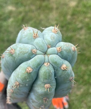 Trichocereus Scopulicola 40Cm 02