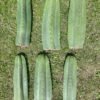 Trichocereus Scopulicola 40Cm 03