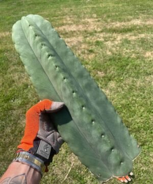 Trichocereus Scopulicola 40Cm 04