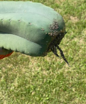 Trichocereus Scopulicola 40Cm 06