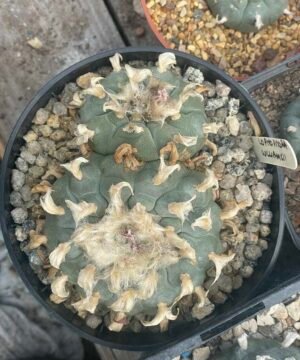 Lophophora Williamsii 2 Head 1