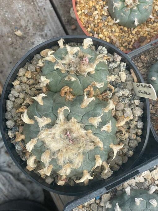 Lophophora Williamsii - The Duel - Image 2