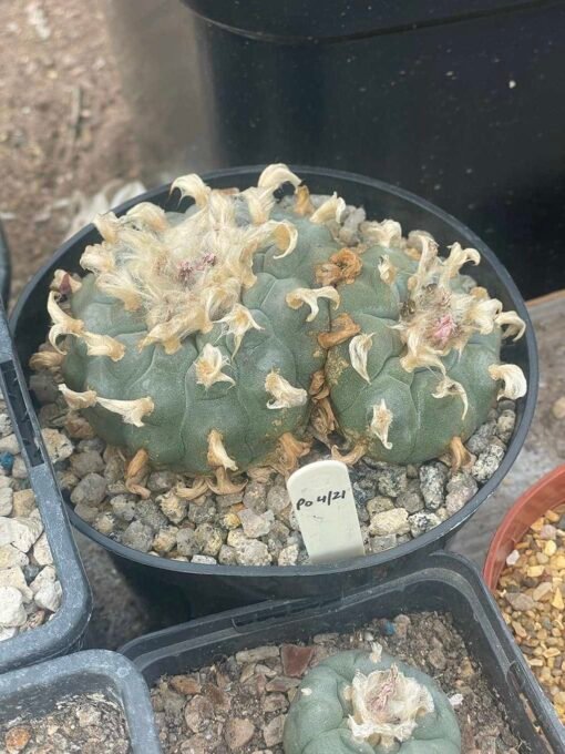 Lophophora Williamsii - The Duel